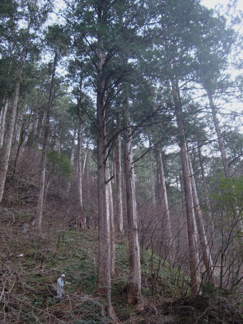 300年生ヒノキ天然生林