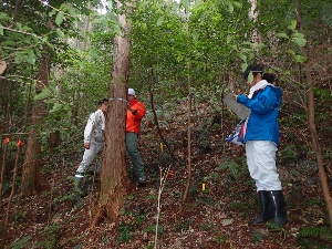 ヒノキ林の毎木調査