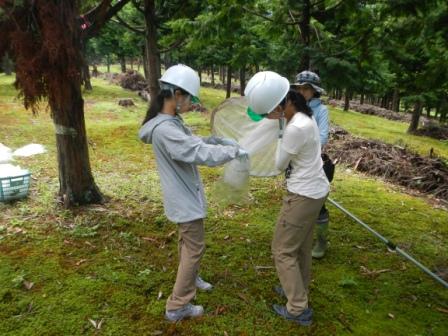 林木育種場の害虫防除試験