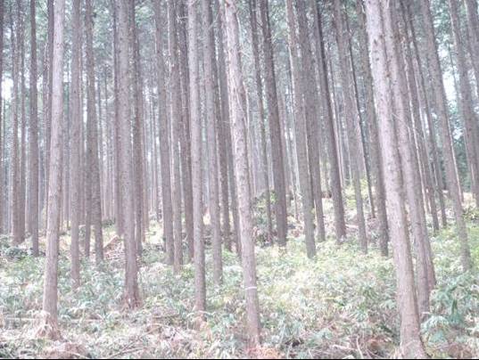 選木モデル林