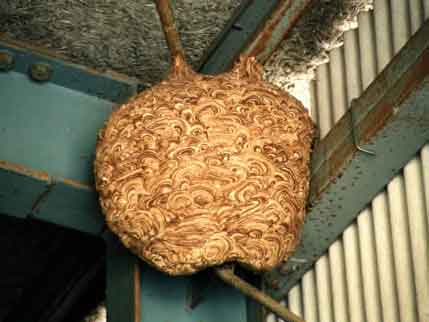 駐車場にかけられたスズメバチの巣