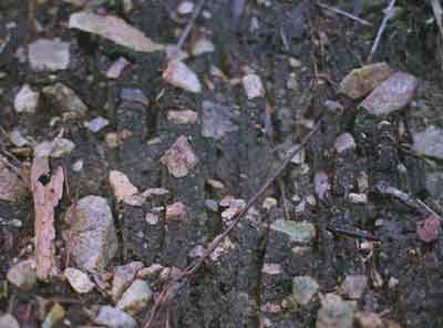 写真．ヒノキ人工林の林床で観察された土柱
