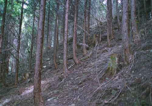 写真．28年生ヒノキ人工林の林床の様子