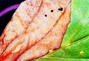写真２　被害葉に形成されたPhyllosticta菌の分生子殻