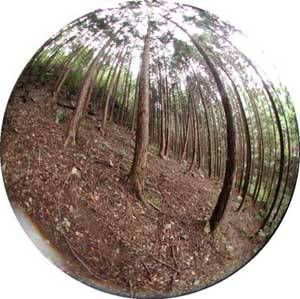 植生が衰退し表土流亡が発生しているヒノキ人工林