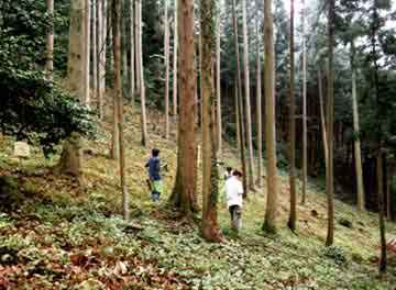 写真　針葉樹人工林