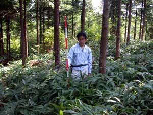 写真　ミヤコザサが繁茂するヒノキ人工林（間伐後1年）