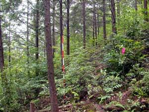 写真　低木が繁茂するヒノキ人工林（間伐後4年）