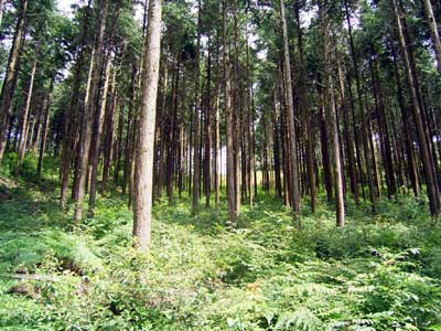 写真．表土流出の防止に役立つ林床植生