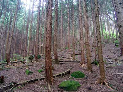 間伐がされていないため，下層植生が衰退したヒノキ人工林