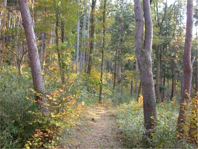 歩いた森林は針葉樹の林でしたが、明るく整備されており下層植生も多く、色鮮やかな林内でした。