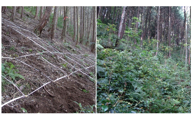 群状間伐区の間伐前（左）、間伐5年後（右）の林床の状況