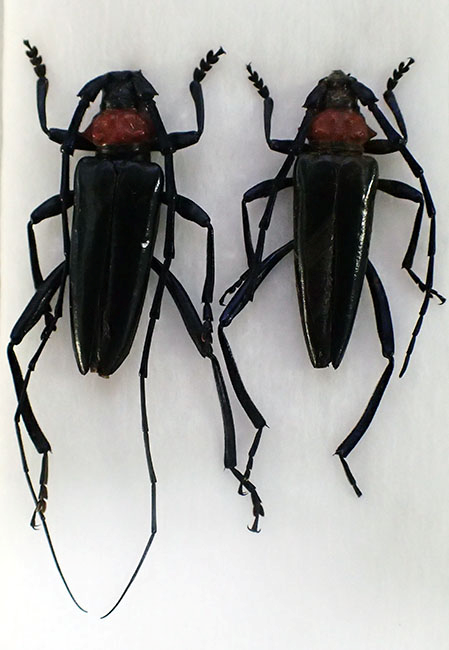 写真1. クビアカツヤカミキリ成虫（左：♂、右：♀）