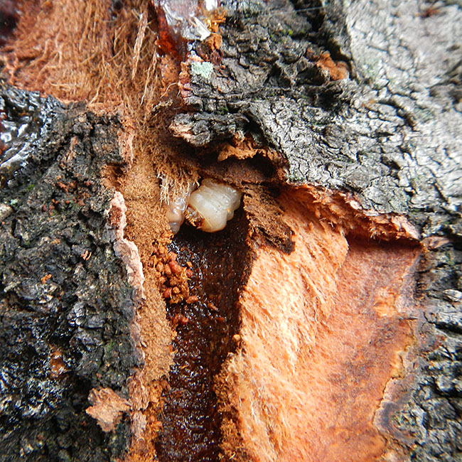 写真3. 樹皮を削って掘り出した幼虫
