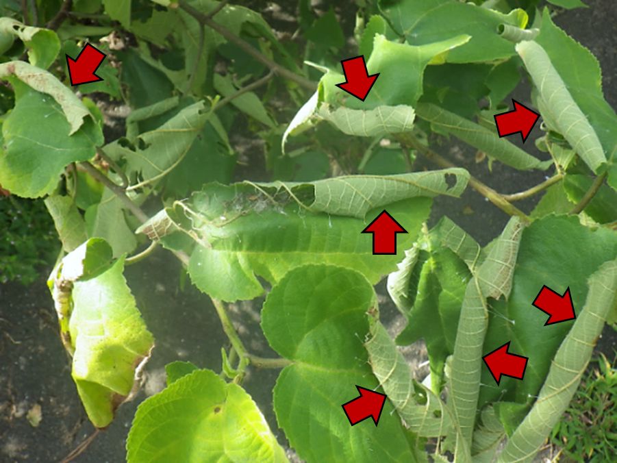 写真1. メイガ類幼虫によるコウゾの葉の被害。矢印は幼虫が作った巣