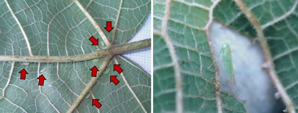 写真3. コウゾを加害するヨコバイ（Jacobiasca furcostylus）。写真左：矢印は葉裏に集まるヨコバイの幼虫。写真右：ヨコバイの成虫