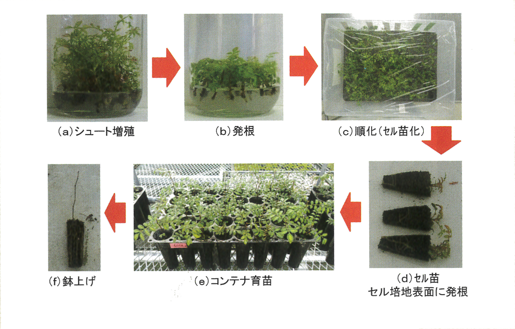 図2　組織培養を用いた高原山椒優良苗の大量増殖技術