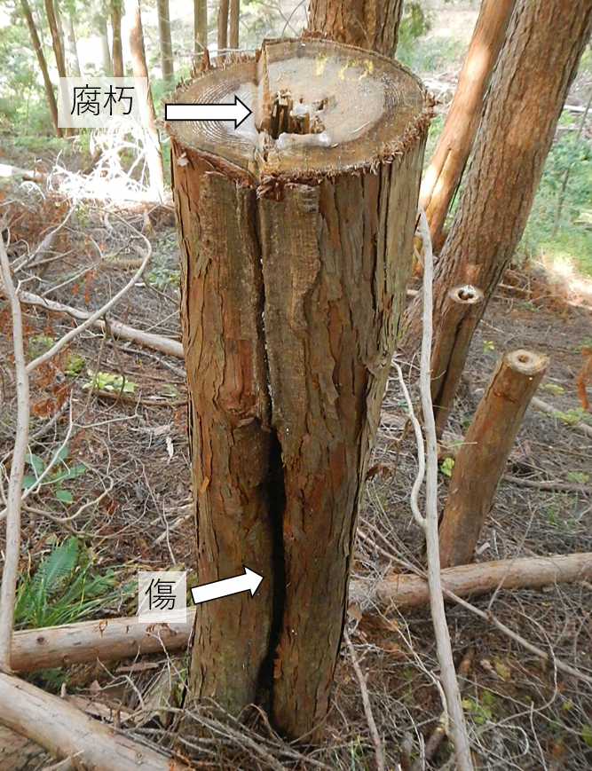 図2　地際の樹幹傷由来の腐朽被害