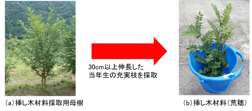 図1 母樹から採取した挿し木材料(2021年7月14日)