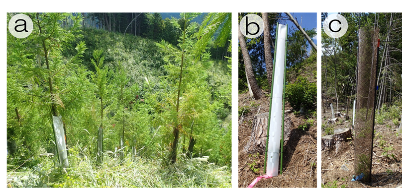 �}1 �c���[�V�F���^�[�����n