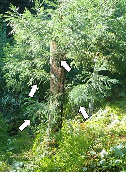 �}2 �`���[�u�^�{�̂����яo���}�t