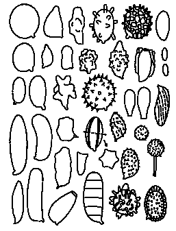 図１　様々な形のキノコの胞子