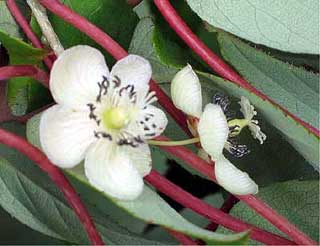 写真-1　サルナシの花（両性花）