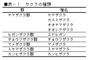 サクラの接ぎ木