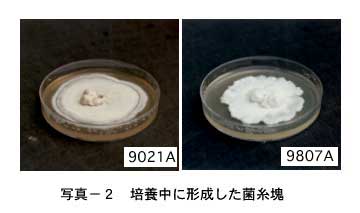 写真２培養中に形成した菌糸塊