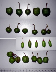 サルナシ果実の比較