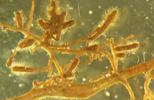 写真２　コナラ苗木に形成されたトリュフ菌根（写真　森林総合研究所）