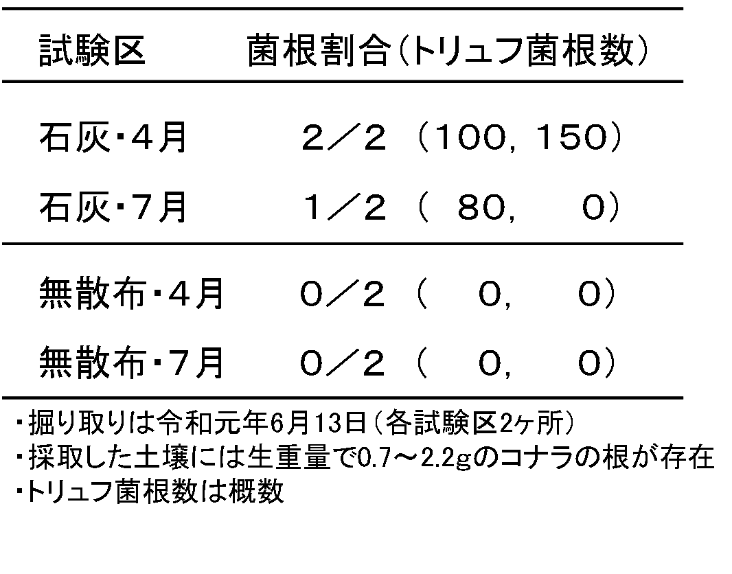 表1　苗木の黒トリュフ菌根形成