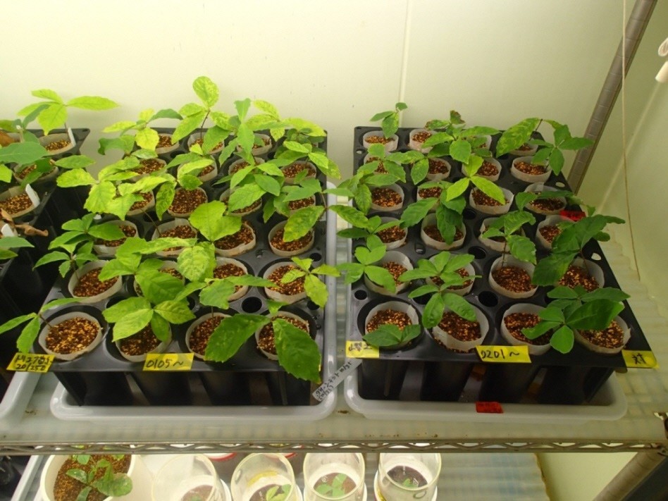 �}1 ���g�����t�ڎ��3�����̃R�i���c��