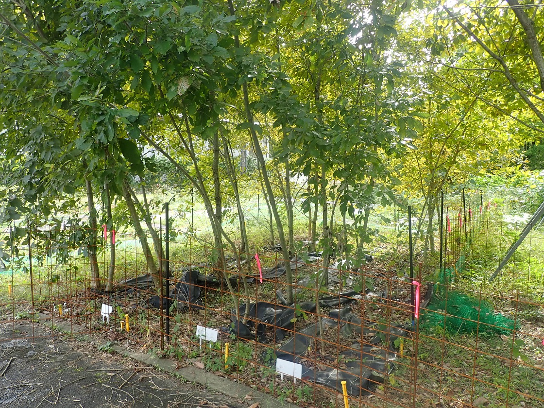 �}2 ���g�����t�̔����n