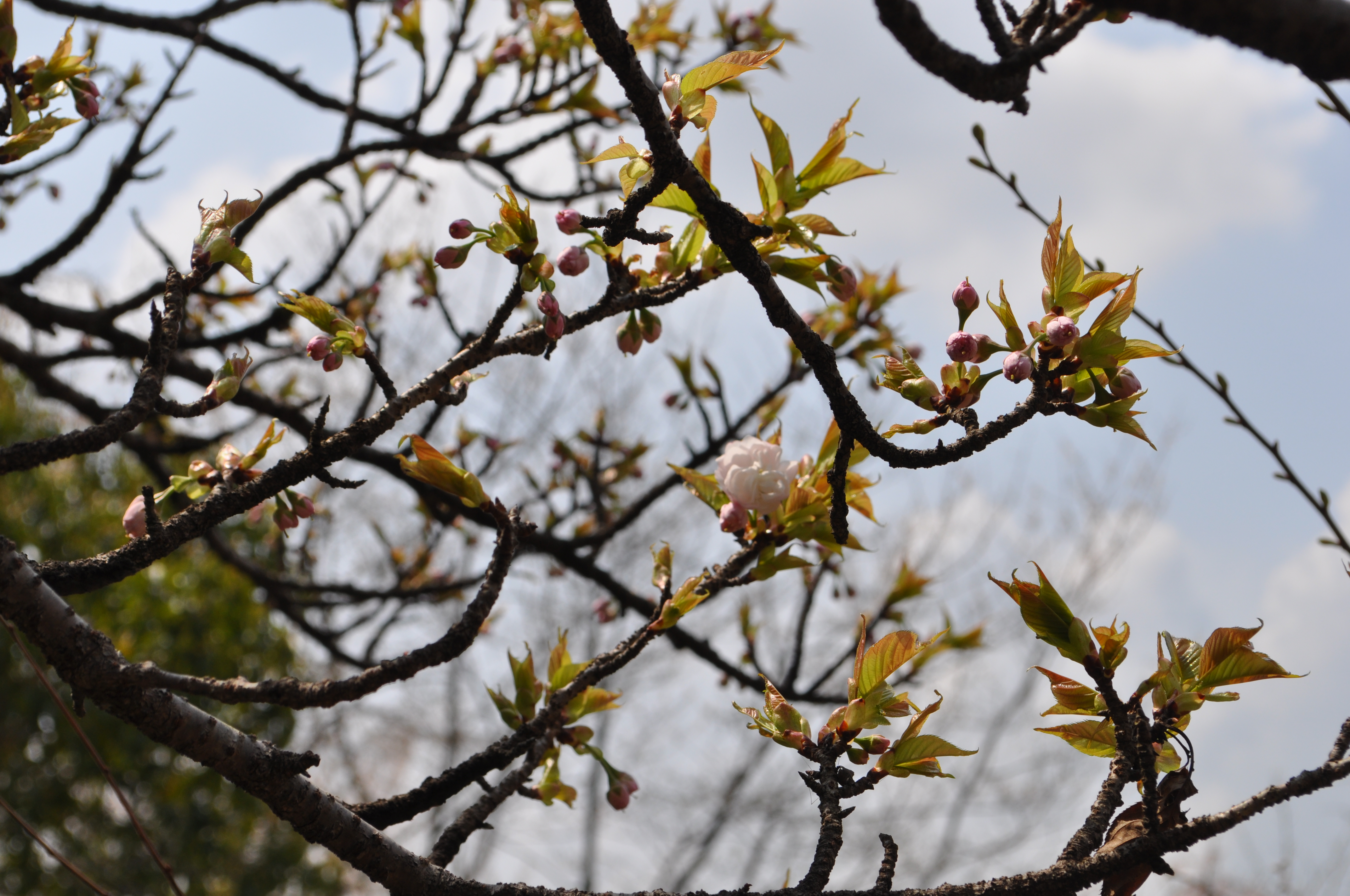 �s���Ճm��(3��30��)