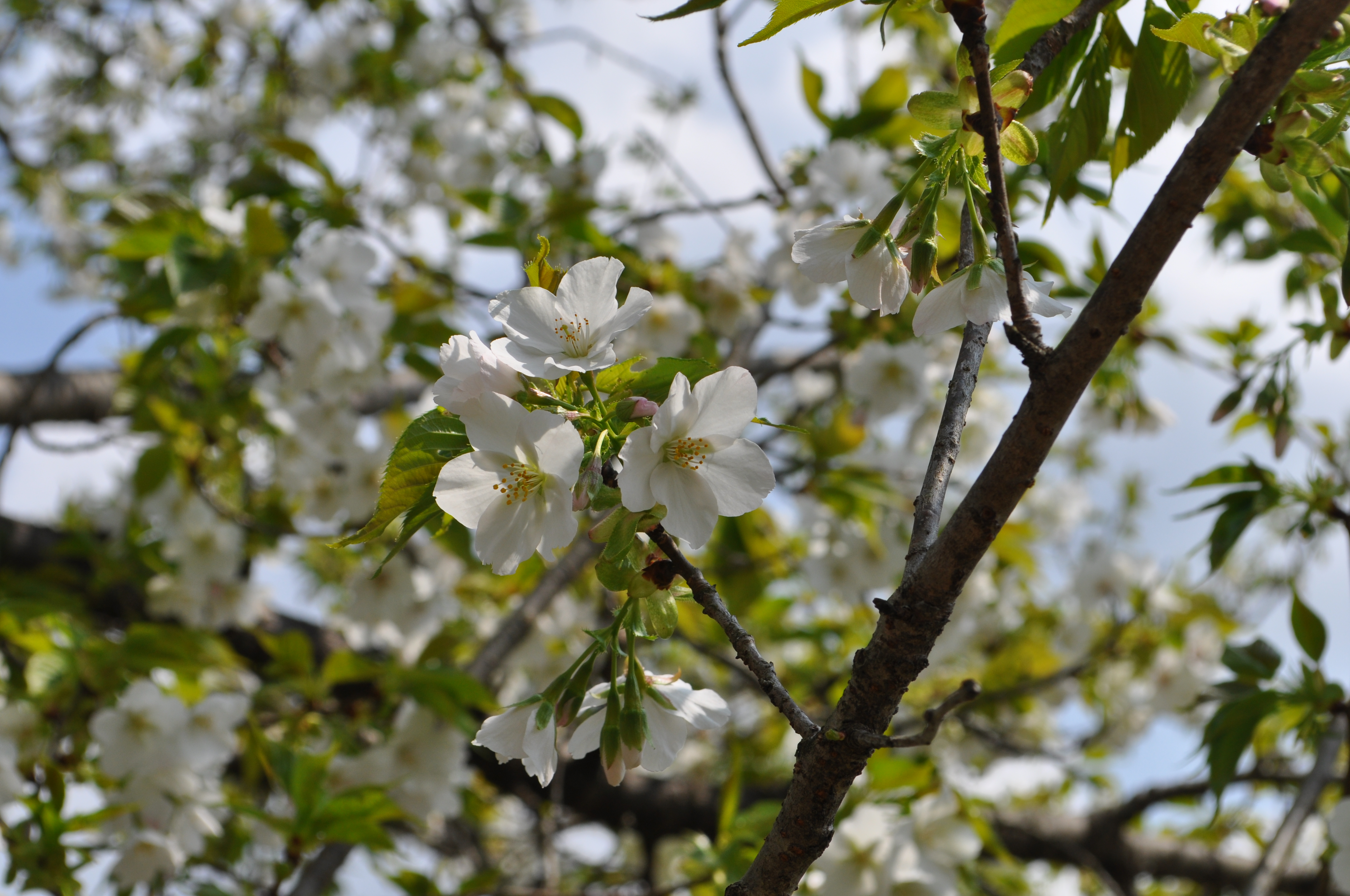 �I�I�V�}�U�N��(3��30��)