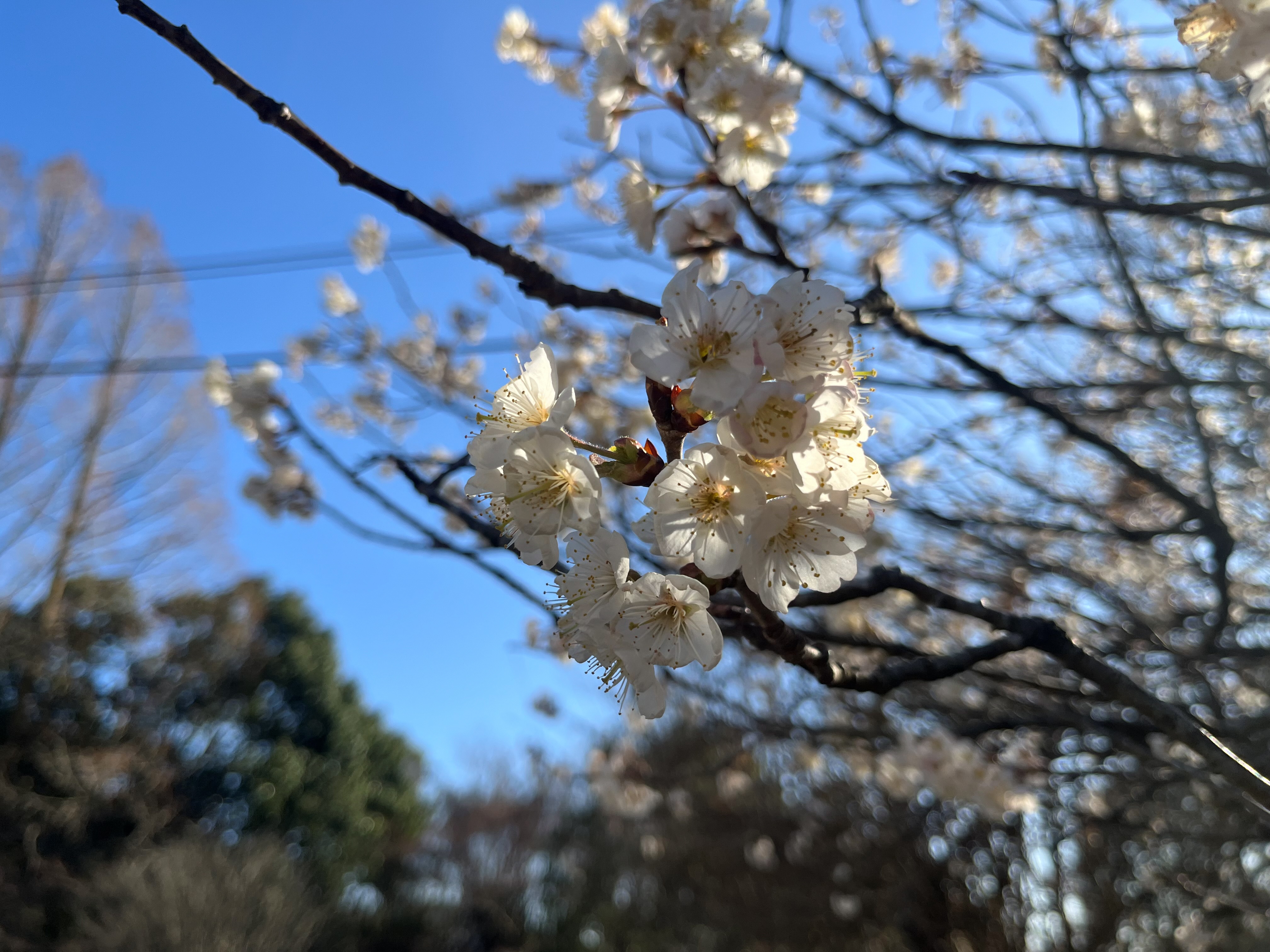 �V�i�~�U�N��(3��9��)