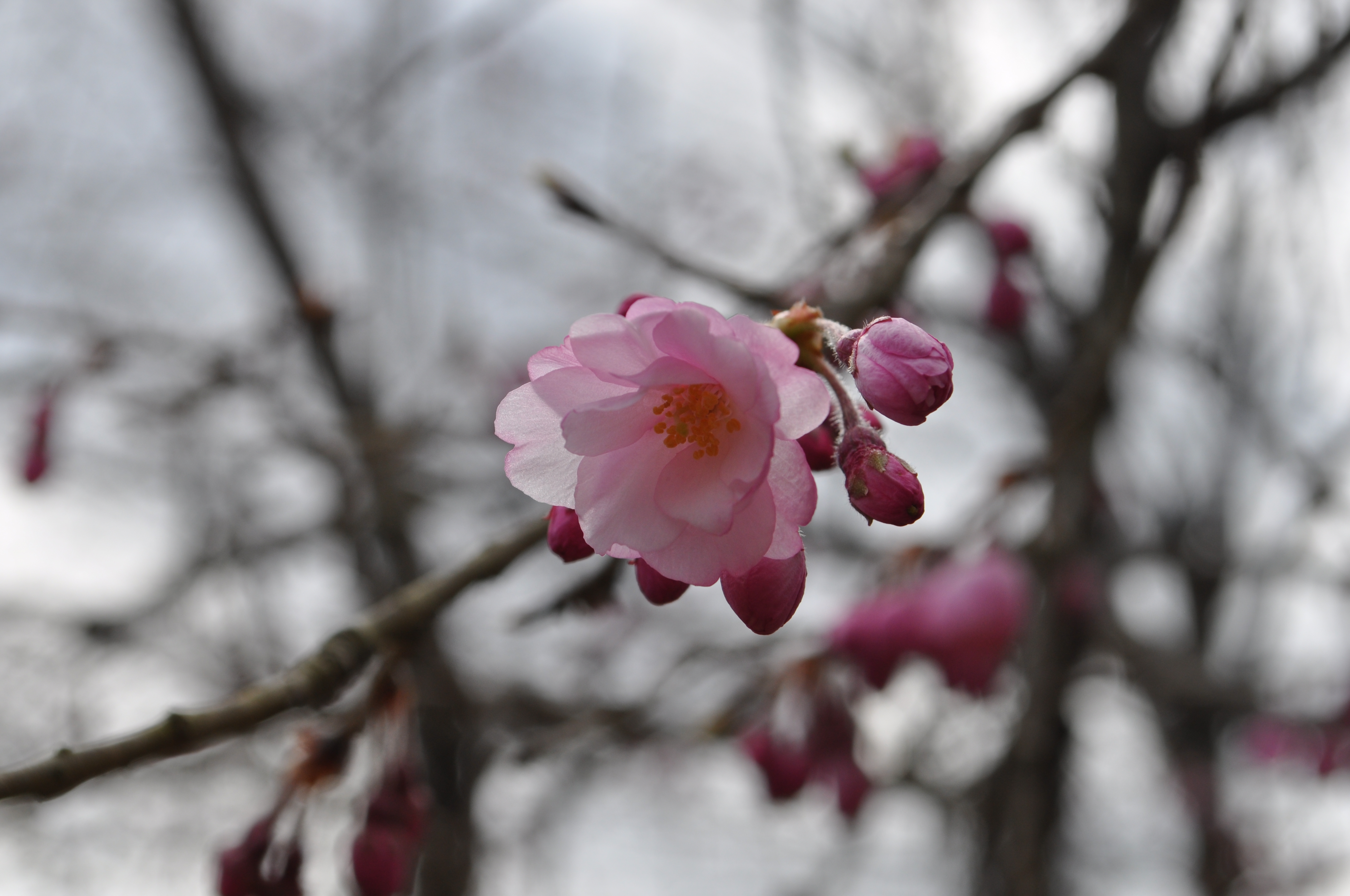 �J���q�U�N��(�͒Í�)(3��10��)