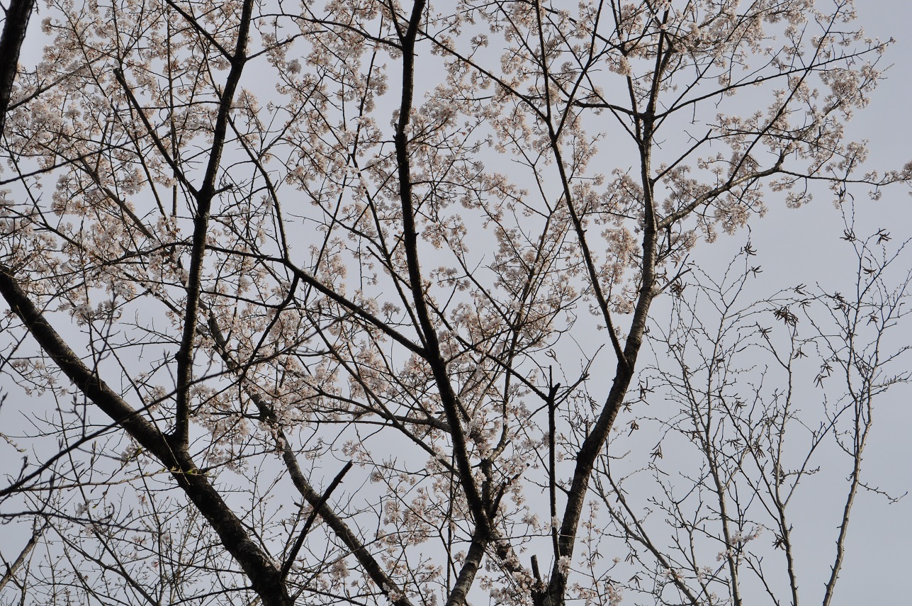 GhqK(Wn)(42)