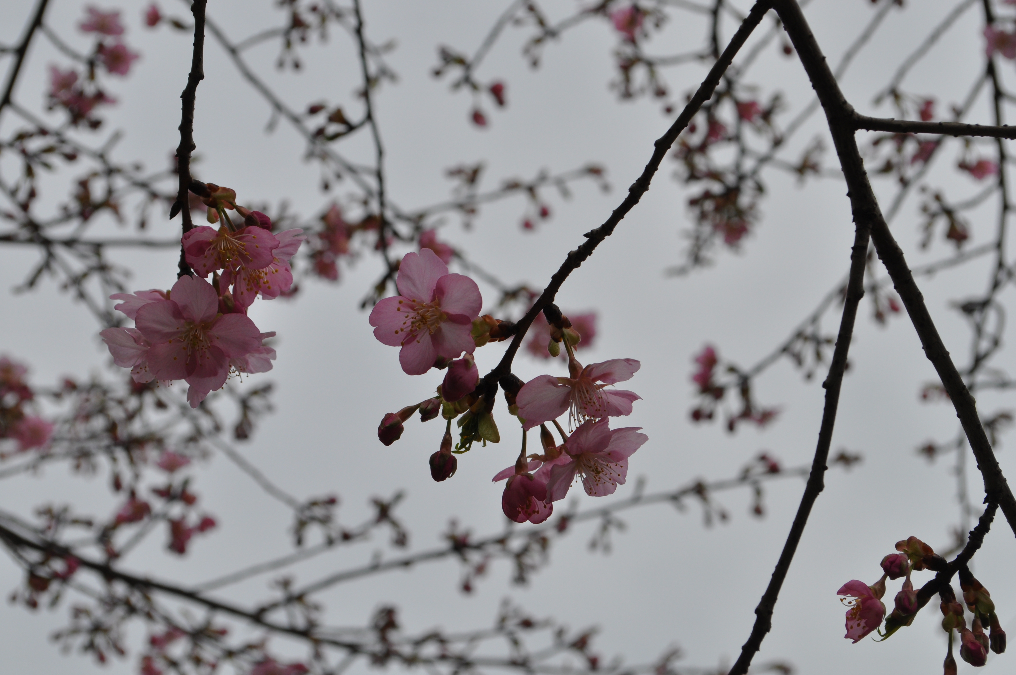 �J���d�U�N��(�͒Í�)(3��10��)