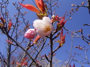 山桜（揖斐二度桜）
