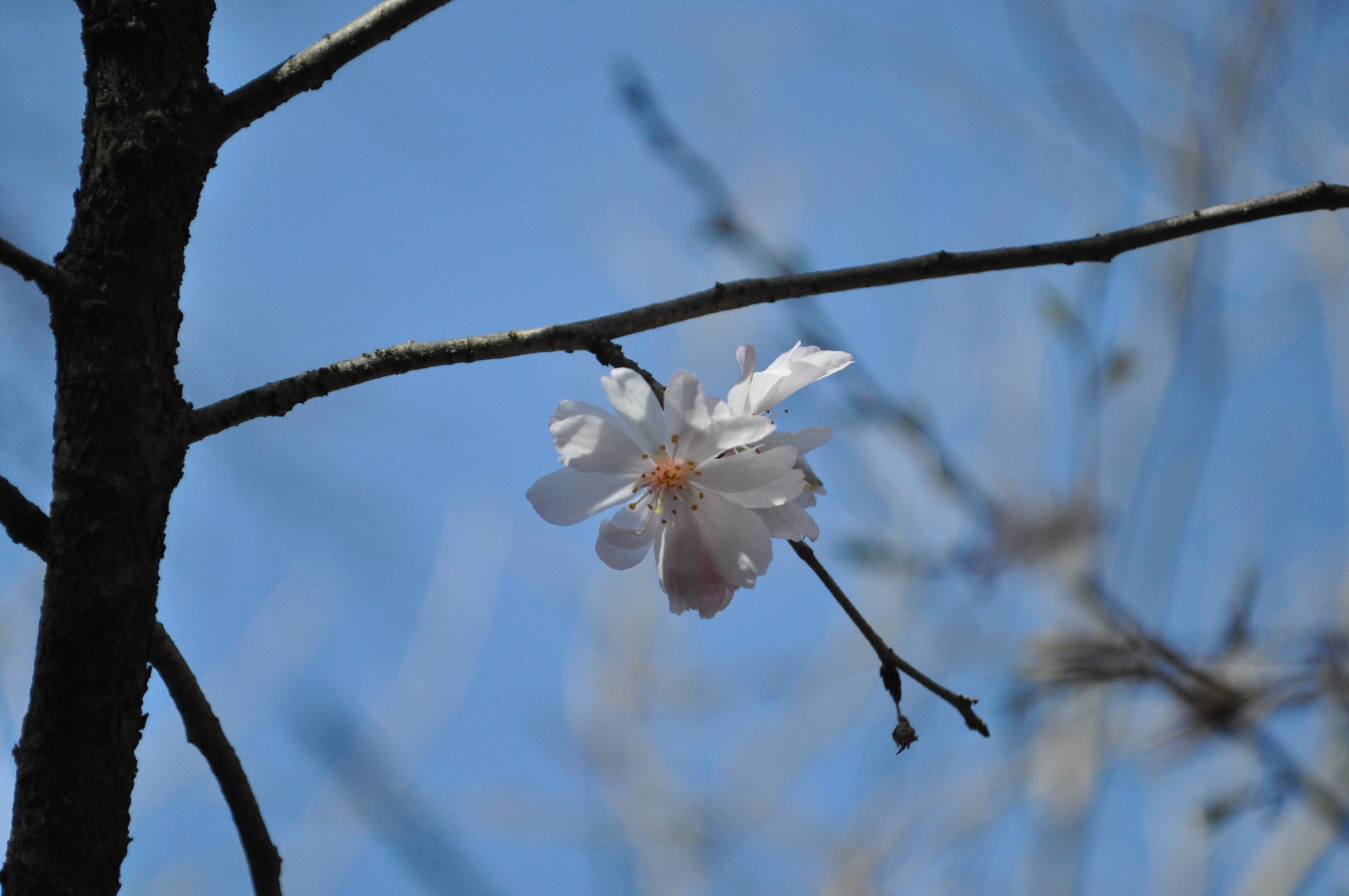 十月桜(3月14日)
