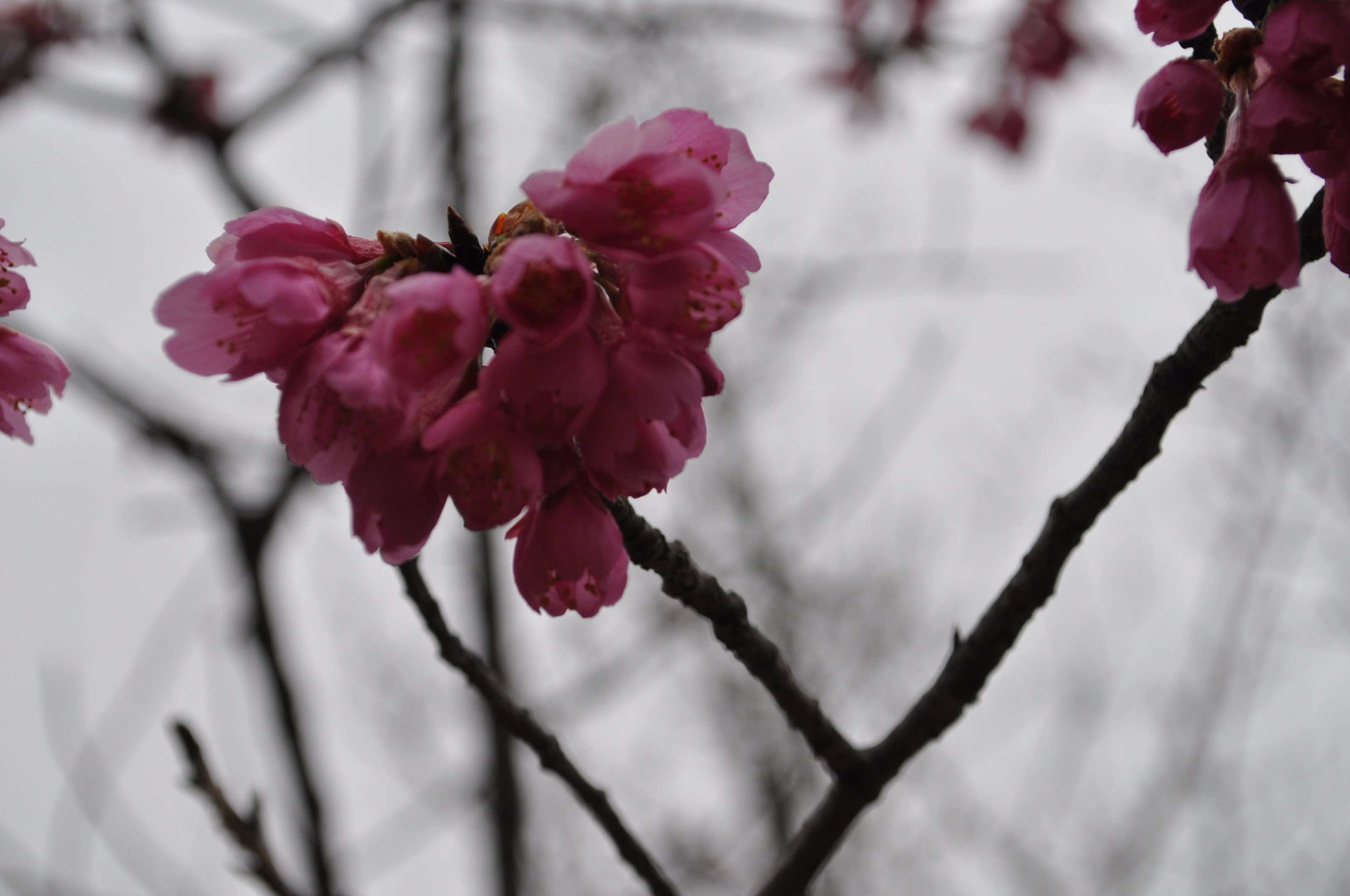寒緋桜(3月31日)