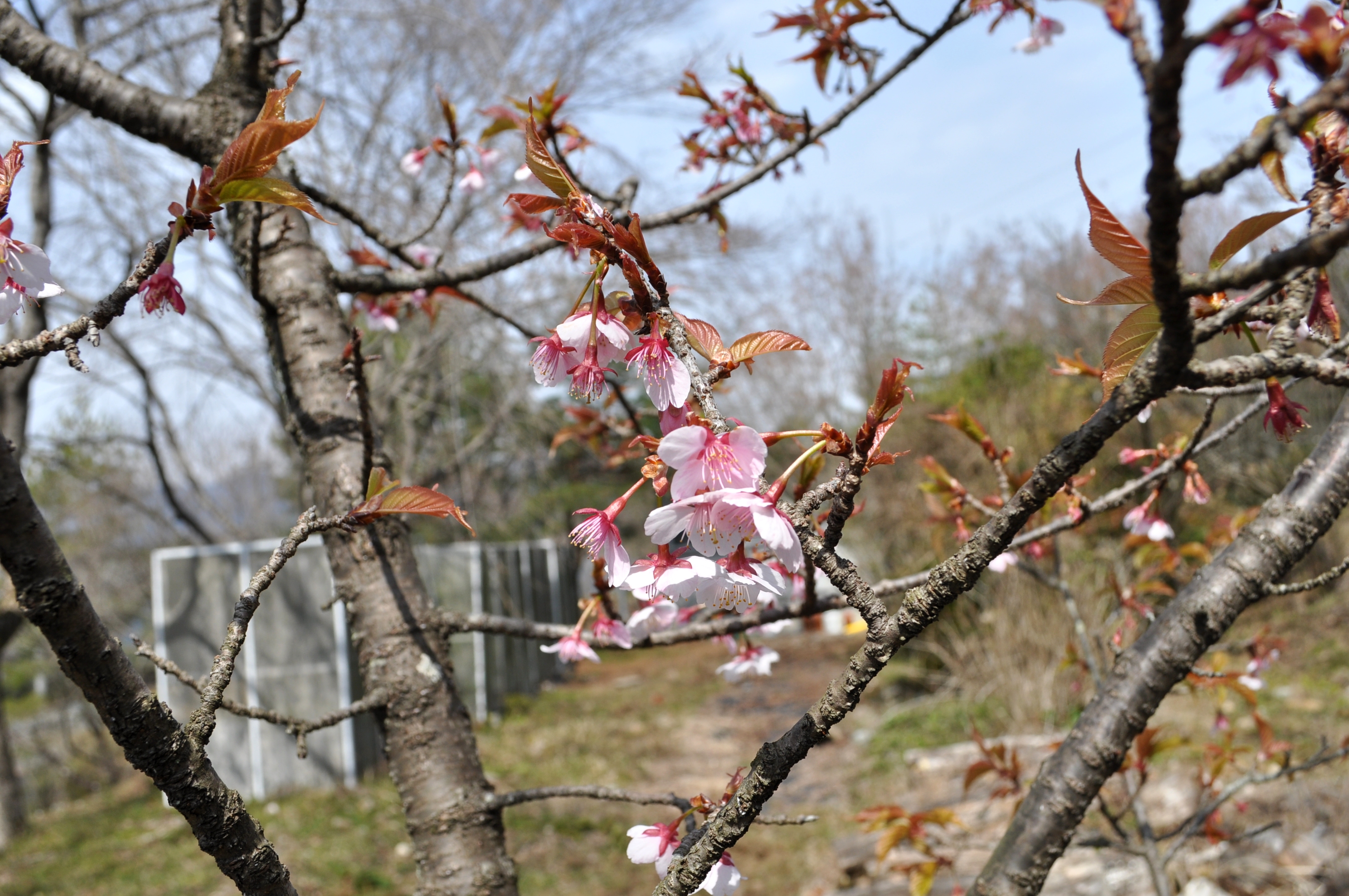 寒桜(3月23日)