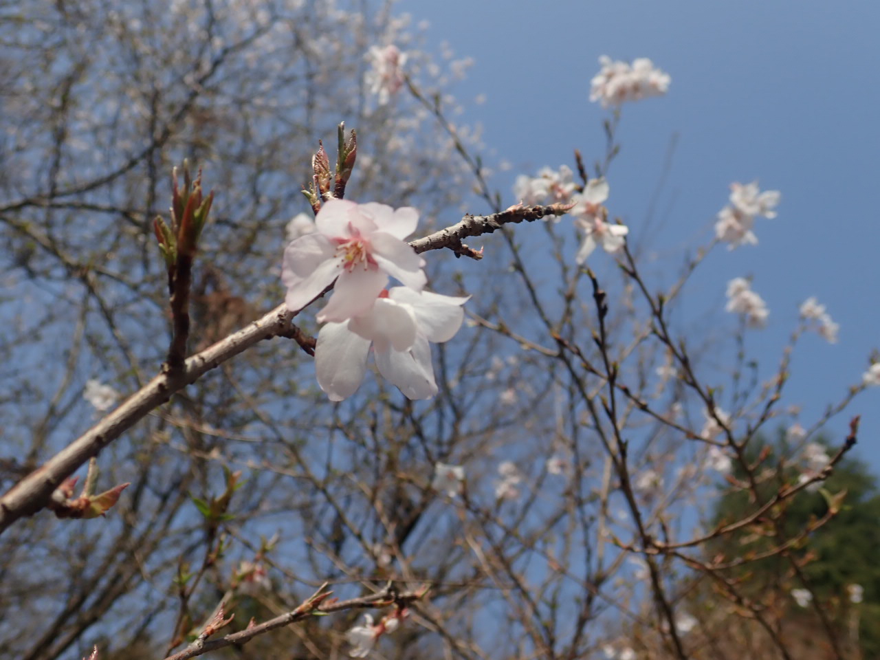 十月桜(3月27日)